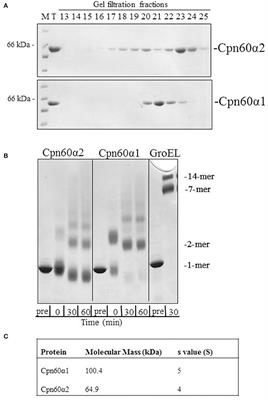 Reconstitution of Pure Chaperonin Hetero-Oligomer Preparations in Vitro by Temperature Modulation